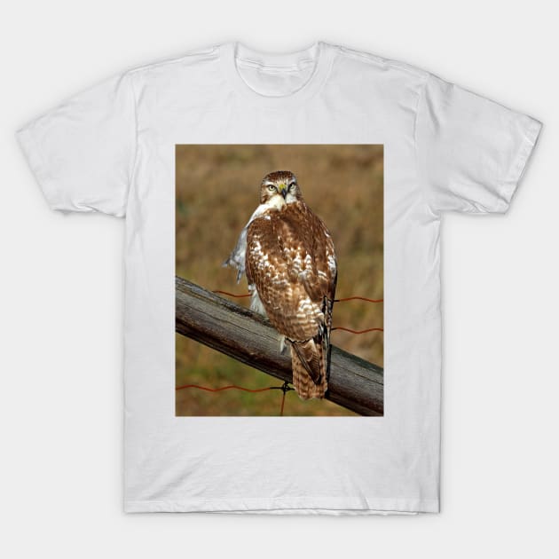 Red-tailed Hawk on fence T-Shirt by Jim Cumming